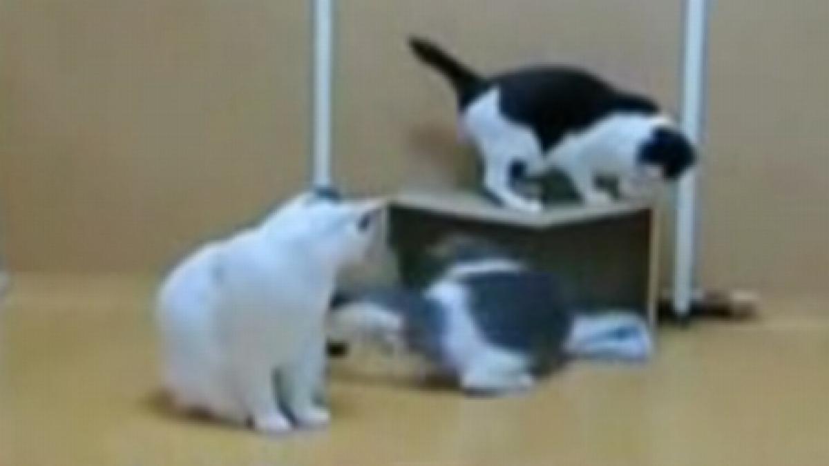 mate microbiste trei pisici joaca fotbal cu o minge de ping pong video