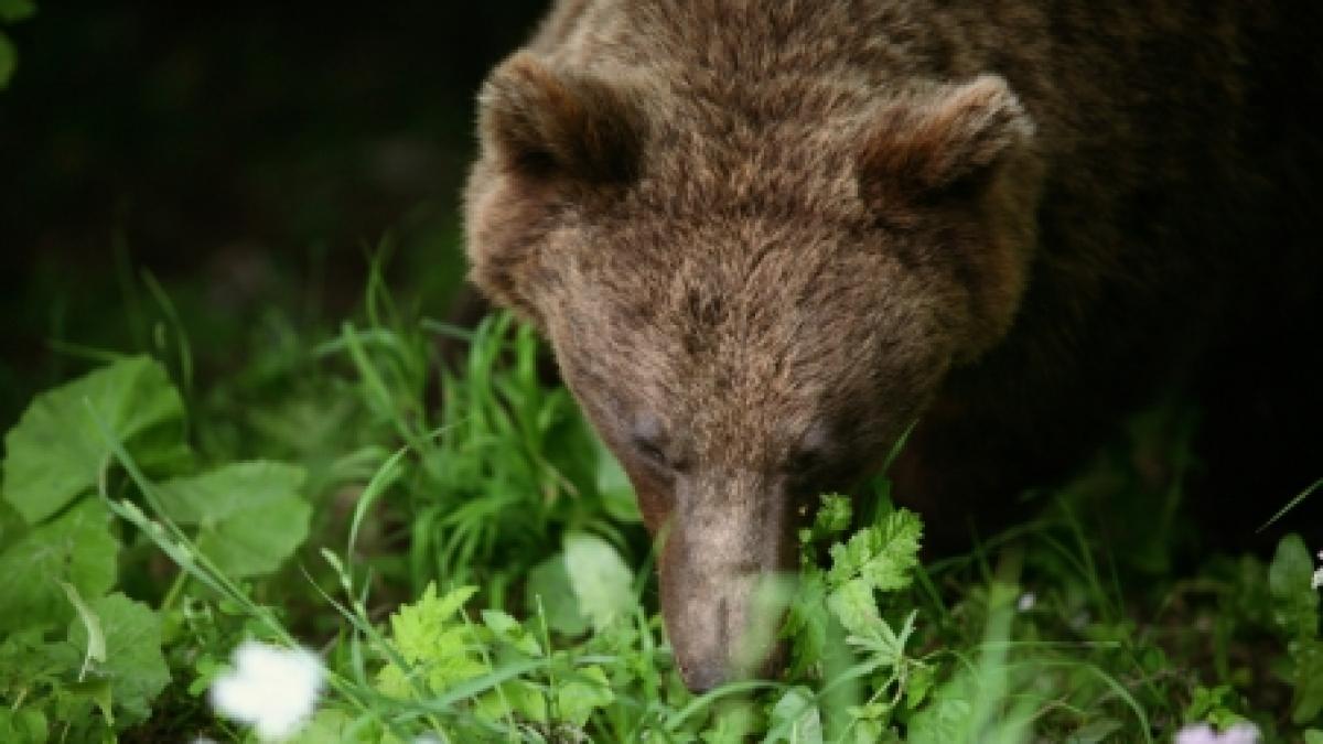 un argesean se afla in stare grava la spital dupa ce a fost sfasiat de un urs foto