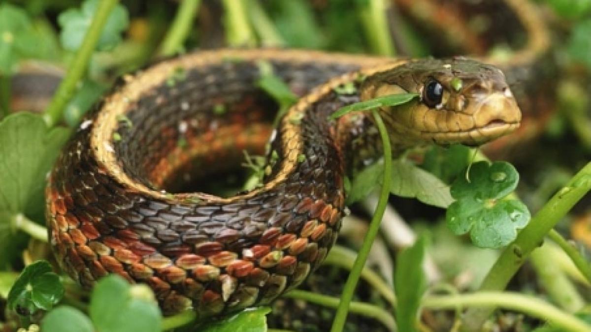 sarpe de 2 5 metri gasit in scara unui bloc din slatina