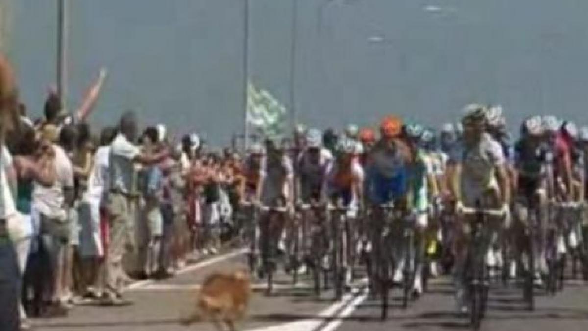 un caine provoaca un accident in prima etapa a turului frantei video