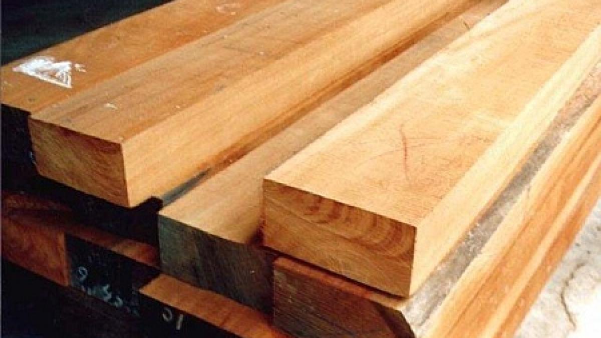 europa interzice importul de cherestea produsa ilegal