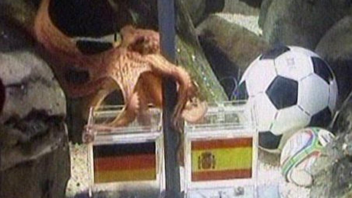 nemtii i au pus gand rau caracatitei paul video