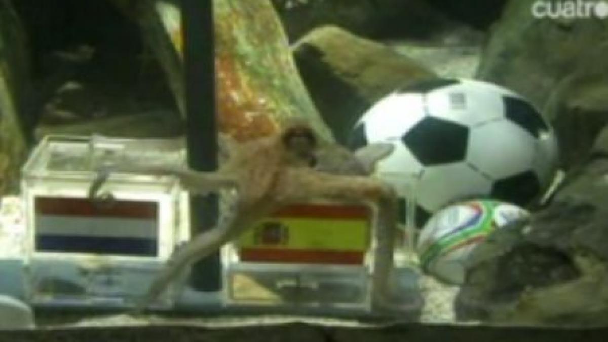 caracatita paul a ales spania drept campioana mondiala si germania pe locul 3