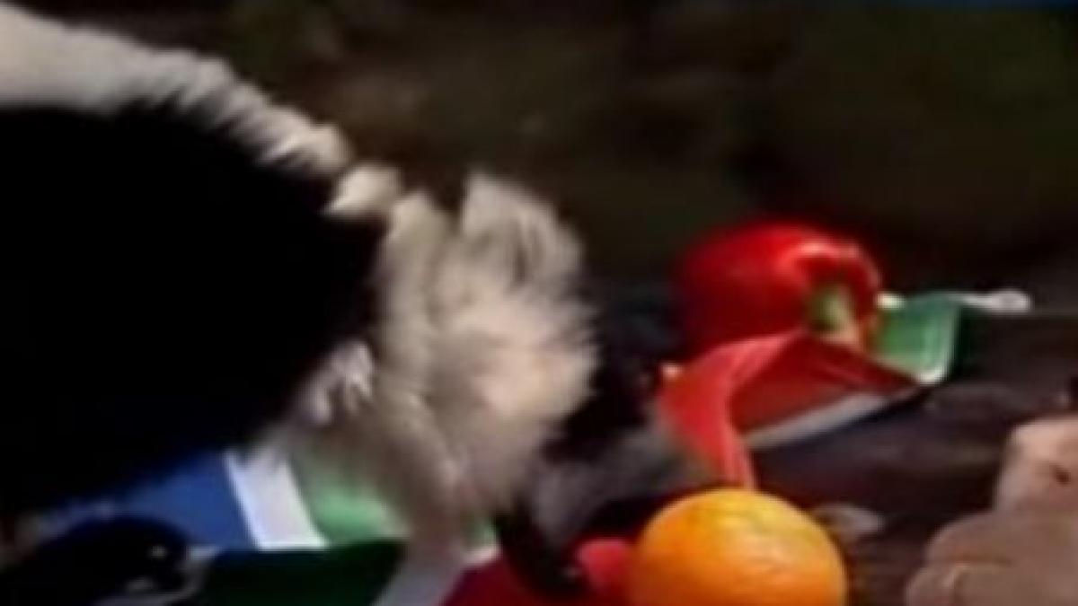 o camila un lemur si o girafa au prezis ca olanda va fi noua campioana mondiala la fotbal video