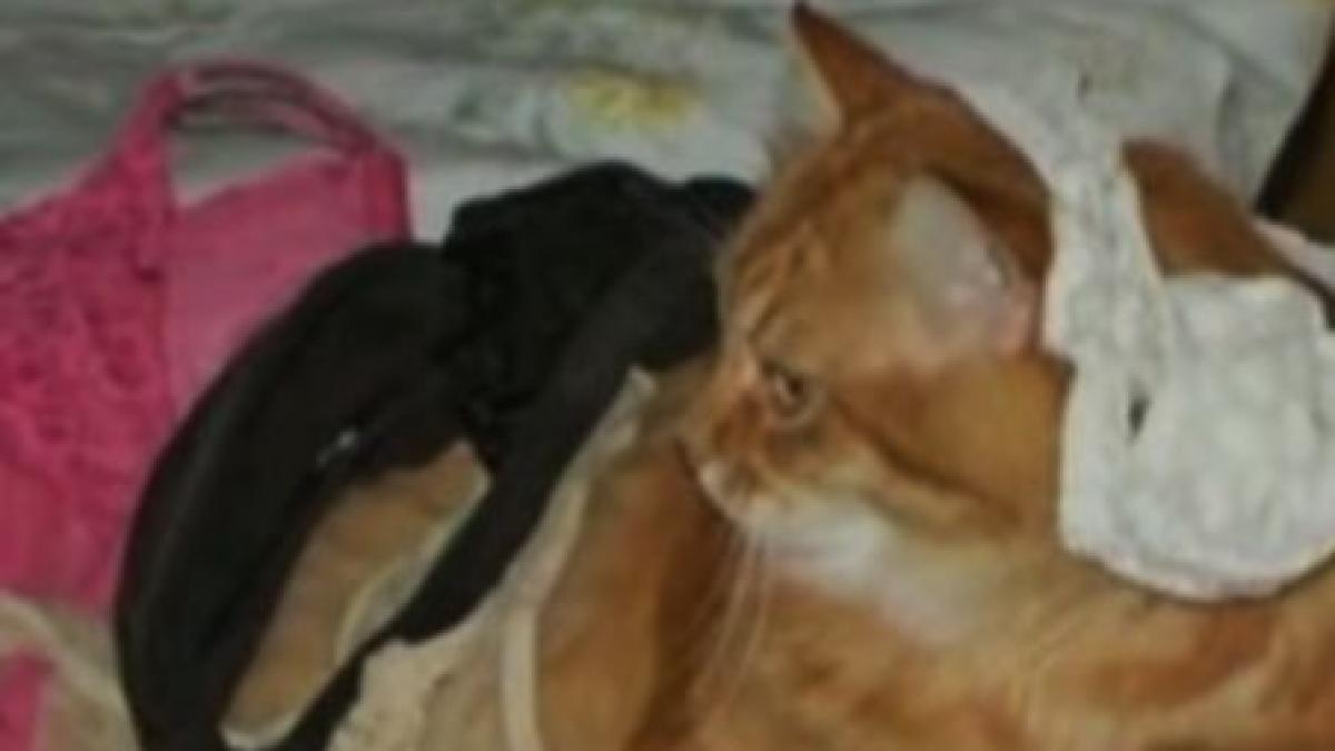 si au reclamat motanul la politie pentru ca fura lenjeria intima a vecinilor video