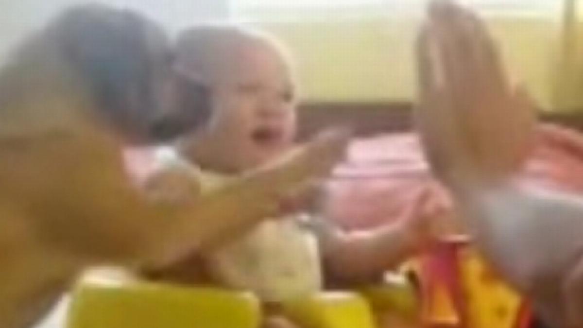 un bebelus si un caine invata sa bata palma video