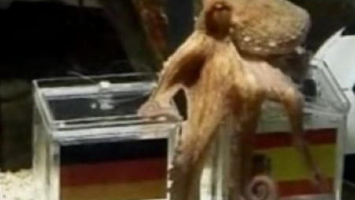 caracatita paul numita cetatean de onoare al unui oras din spania video