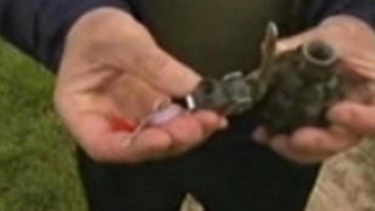 grenade in stare activa descoperite intr o gospodarie din harghita