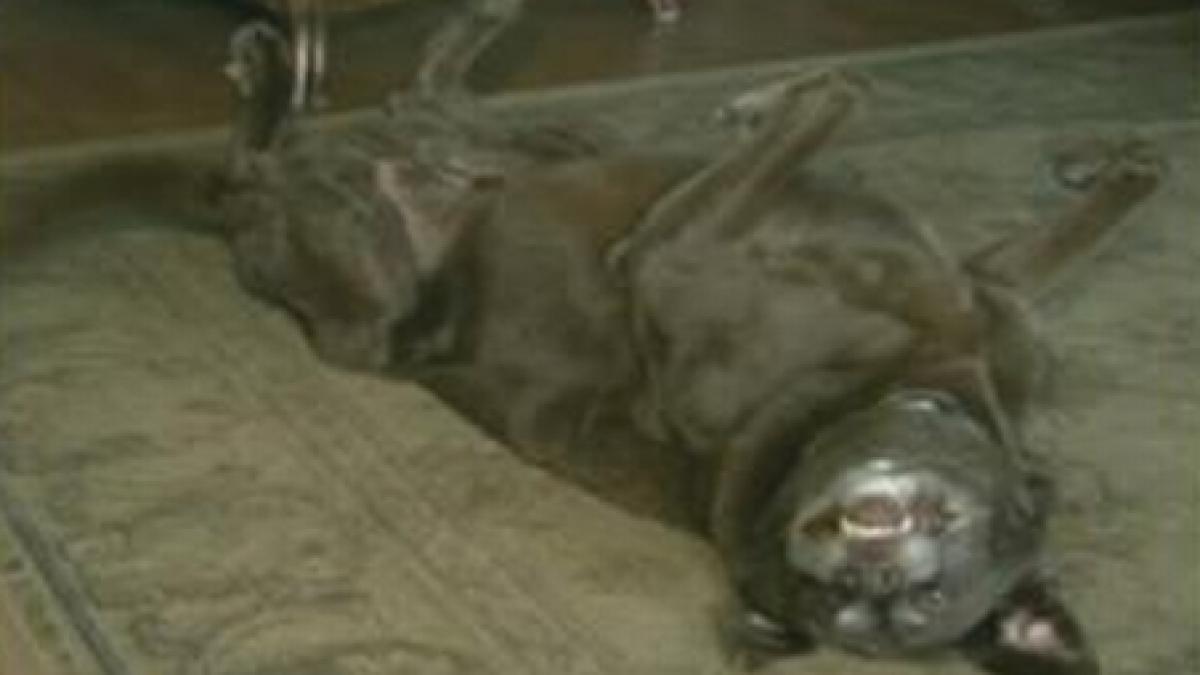 un caine si a salvat singur viata a claxonat dupa ce stapana l a uitat in masina video