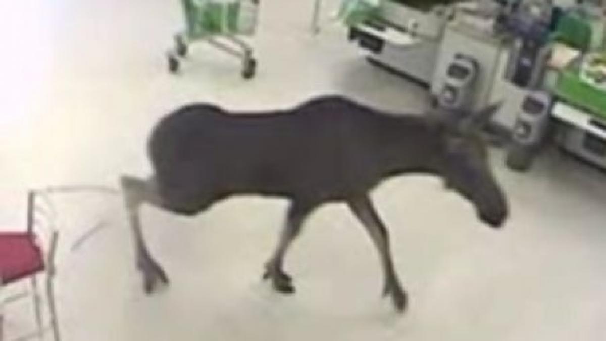 un elan a dat buzna intr un magazin din norvegia video