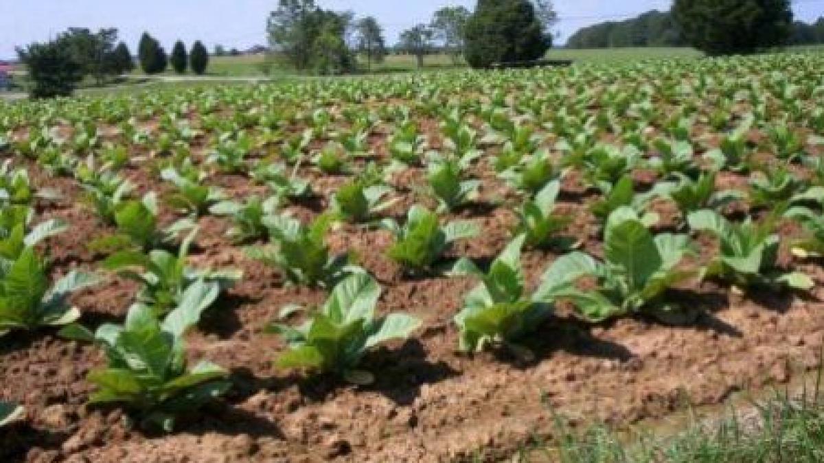 philip morris admite ca mai multi copii au lucrat in fermele kazace de unde si a procurat tutun