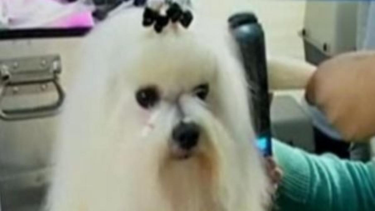 peru peste 550 de caini din 90 de rase participa la un festival international canin video