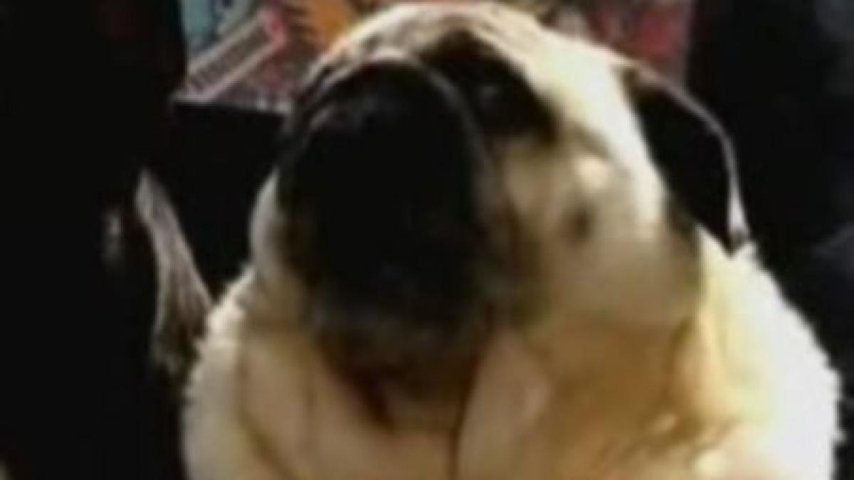 teddy catelul care spune batman cand latra video