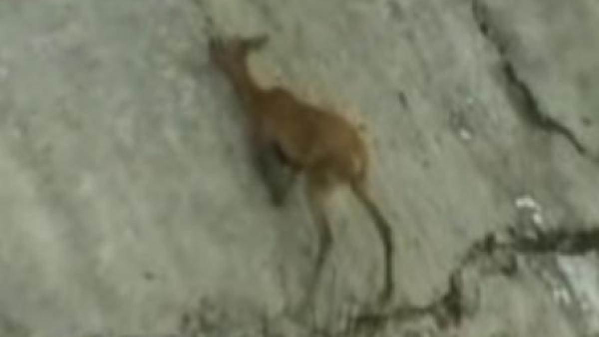 o caprioara a fost salvata dupa ce a cazut intr un bazin de acumulare dezafectat video