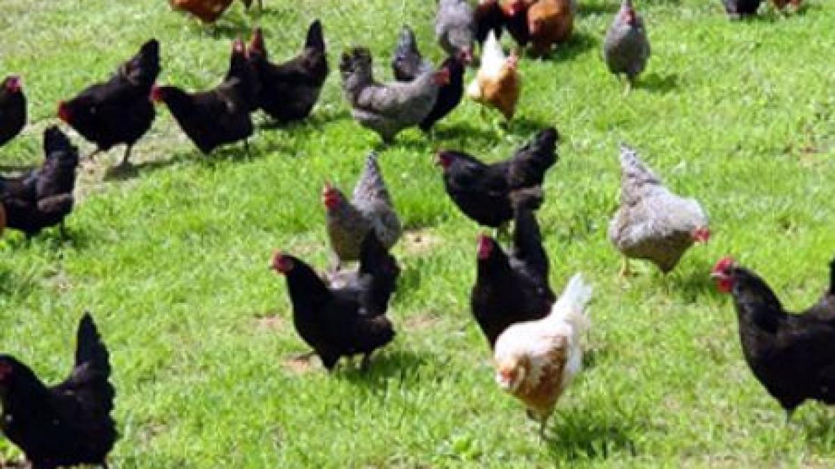 ucraina reia importurile de pasari si produse avicole din romania