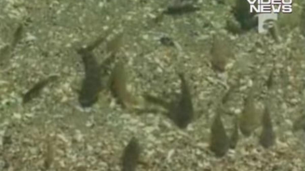 pestele dragon face din ce in ce mai multe victime pe litoral sase persoane intepate in ultimele 24