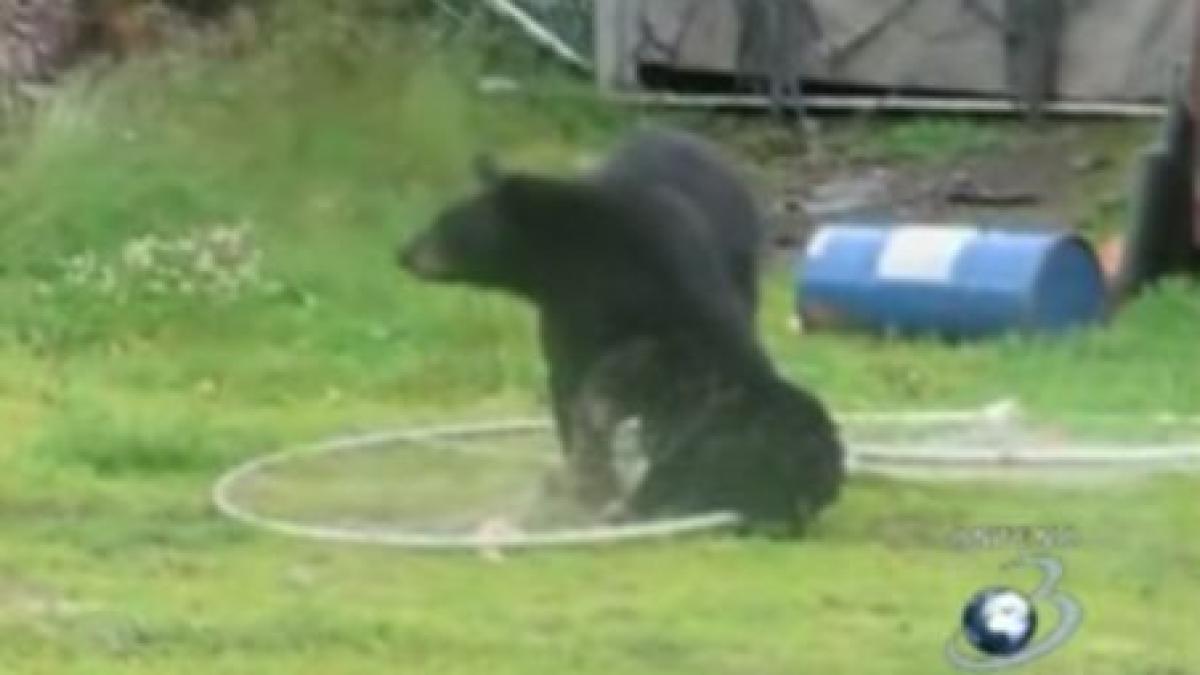 pui de urs salvat de mama sa dupa ce a ramas prins intr o plasa de pescuit video