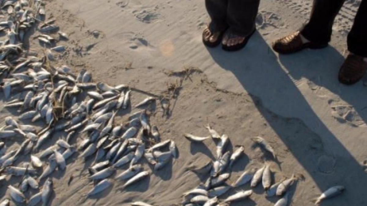 sute de pesti morti pe plajele din navodari mamaia si constanta video