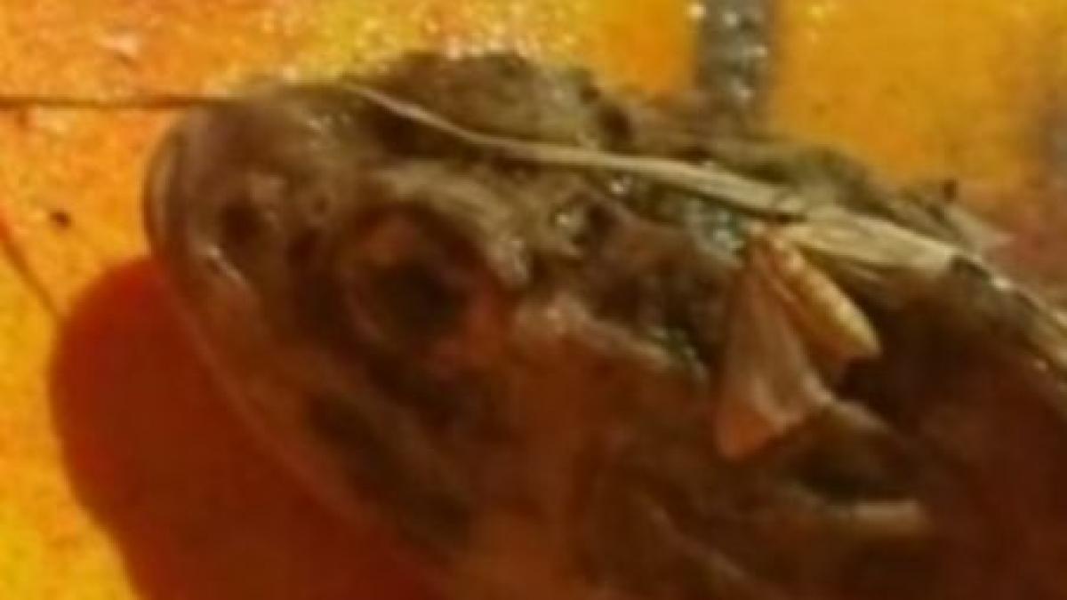 pestii dragon continua sa faca victime pe litoral video