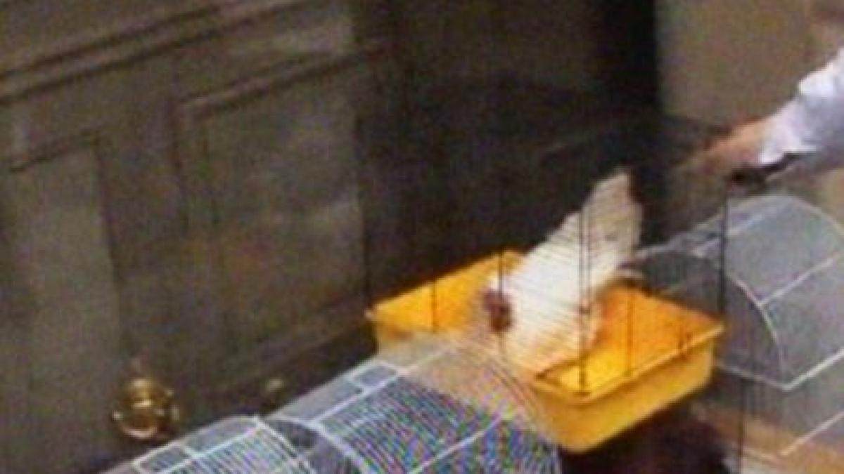 protest cu gaini in franta in apararea romilor si nomazilor video