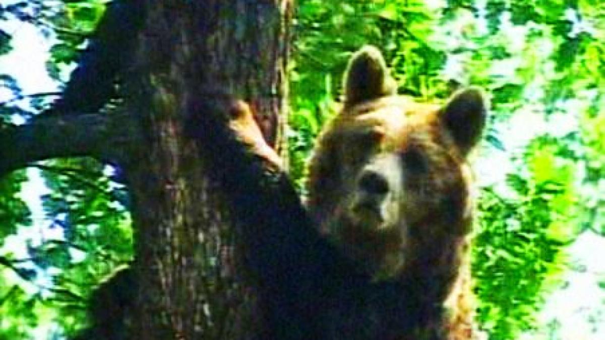 ursii din carpati ar putea fi exportati pana atunci li se ofera ciocolata pentru a ramane in padure
