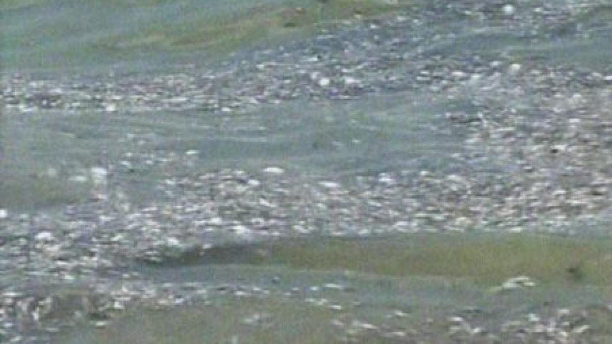 trei tone de pesti morti stranse de pe plajele litoralului in ultimele 24 de ore