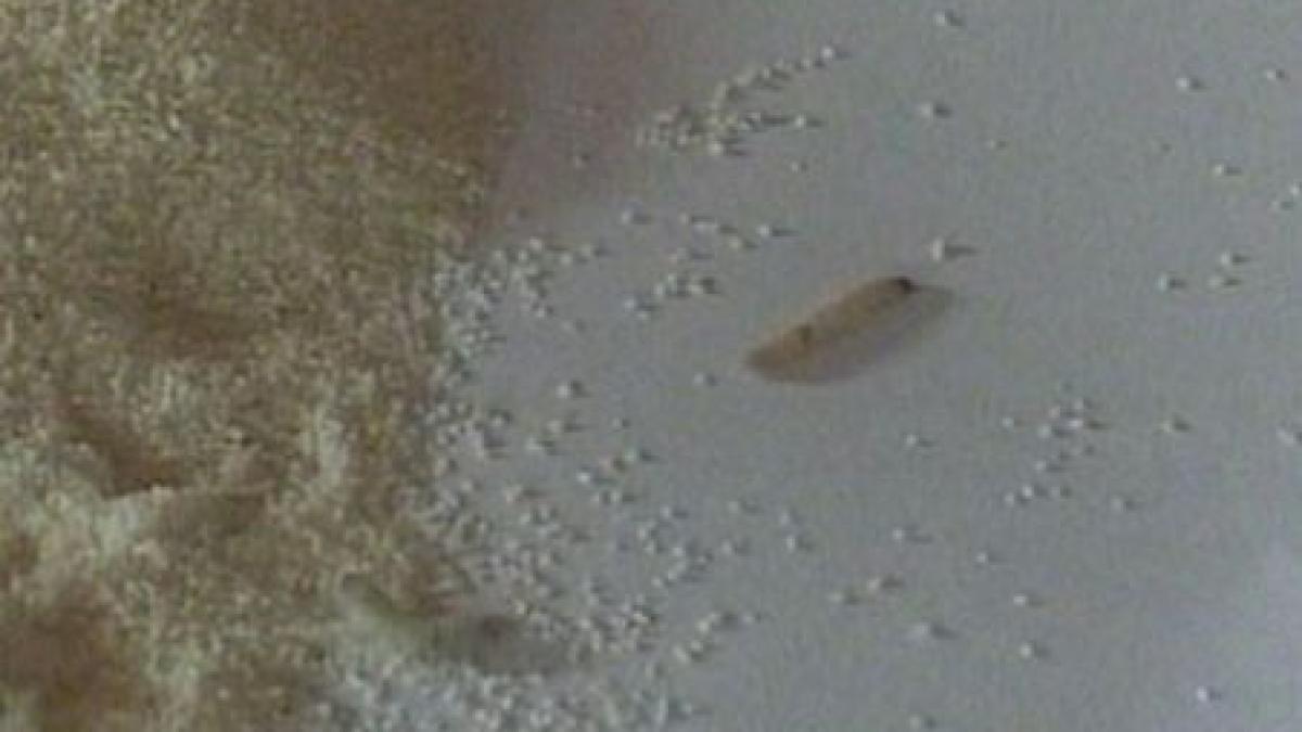 gris cu viermi intr un supermarket din brasov video