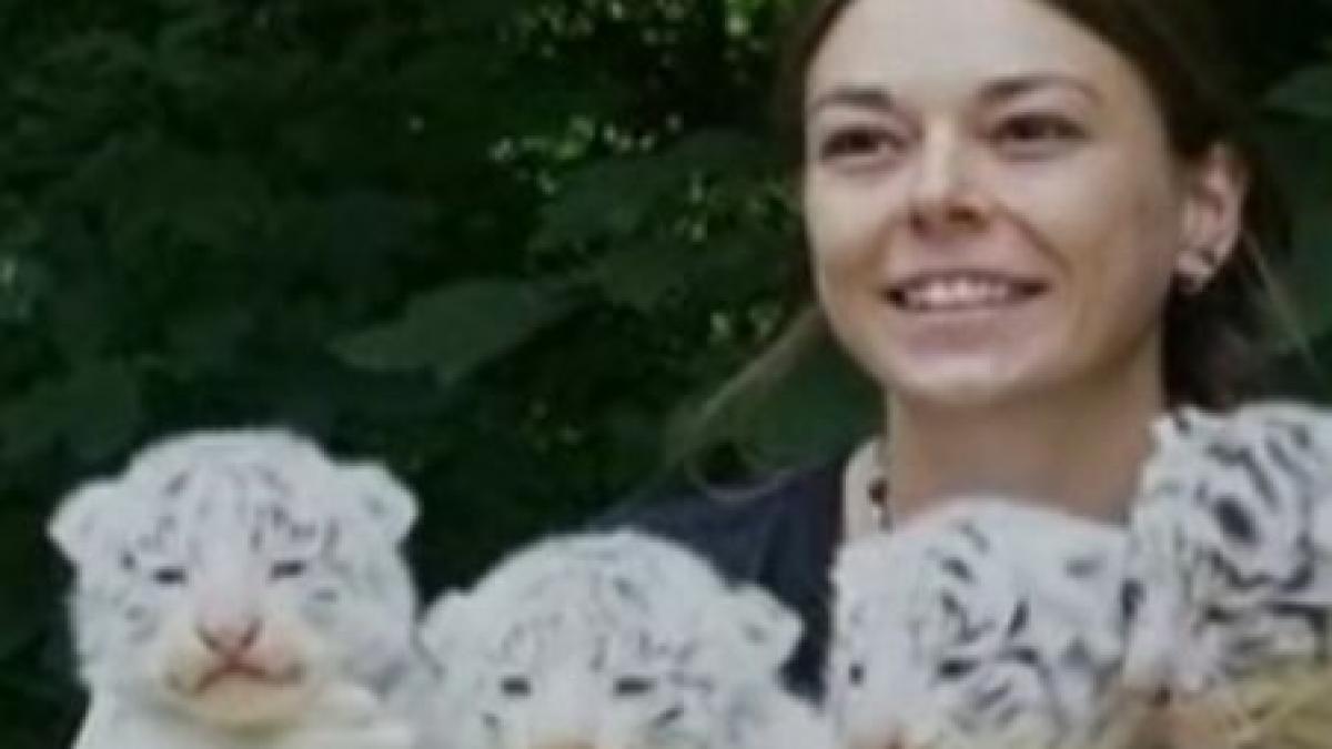 patru pui de tigru albi noile vedete ale germaniei video