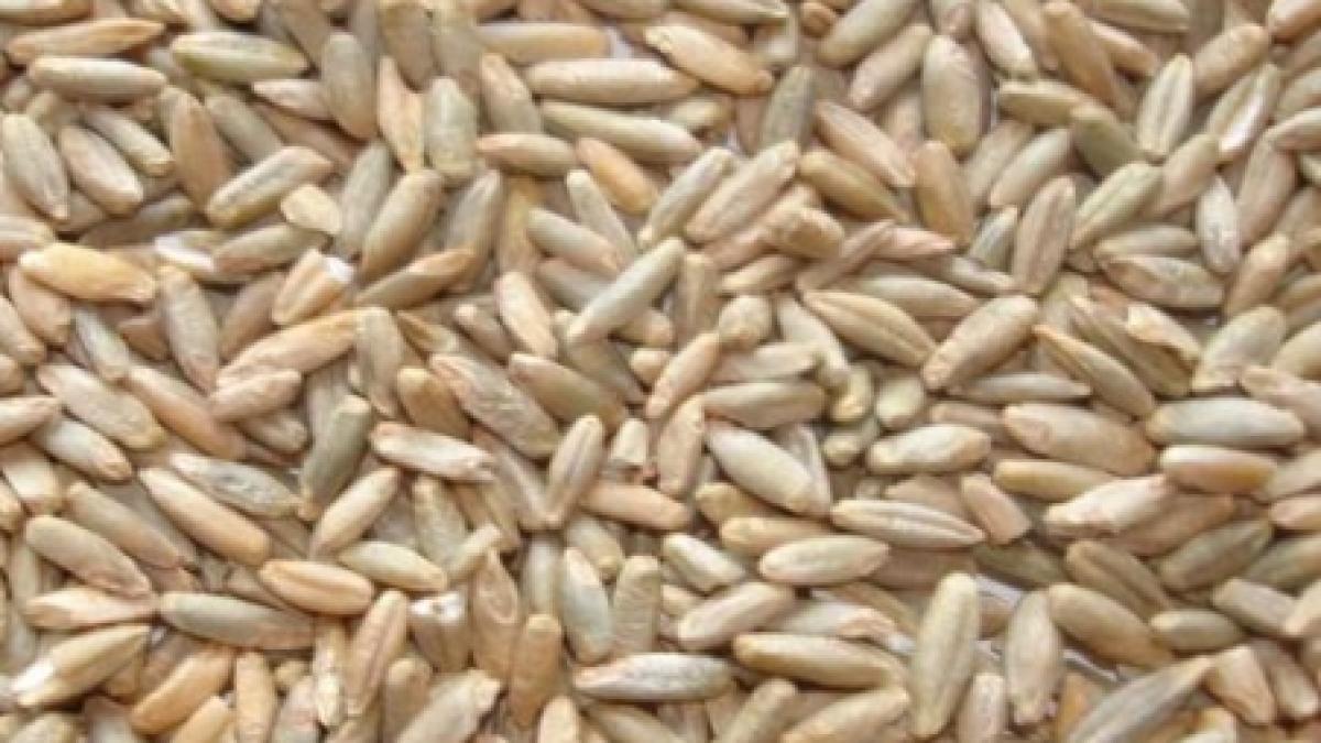 rusia interzice temporar exporturile de cereale din cauza secetei masura se aplica din 15 august