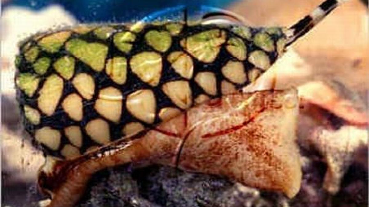 analgezic foarte puternic obtinut din saliva melcilor veninosi