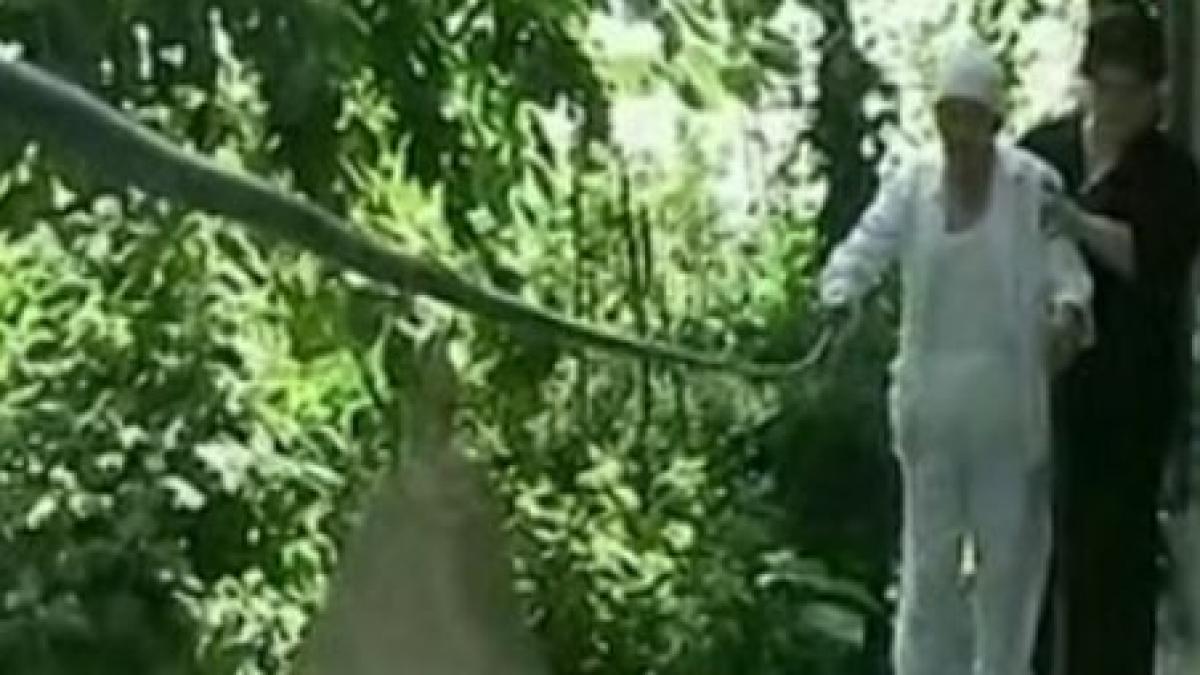 un orb nevoit sa foloseasca un snur cu clopotei din lipsa de bani de ingrijitor