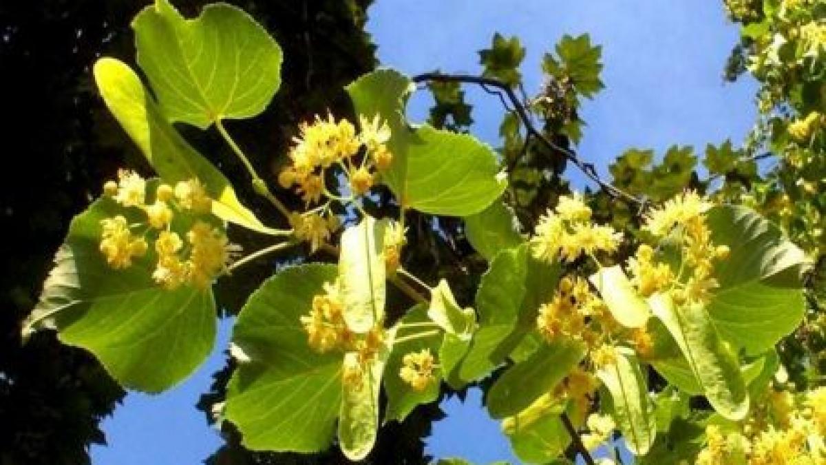 un barbat a scos bancile din fata blocului suparat ca primaria a taiat copacii video