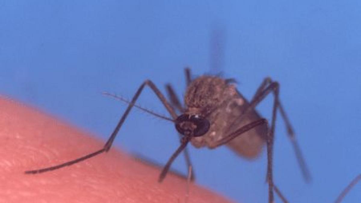 doi barbati suspecti ca ar fi infectati cu virusul west nile sunt internati la spitalul judetean