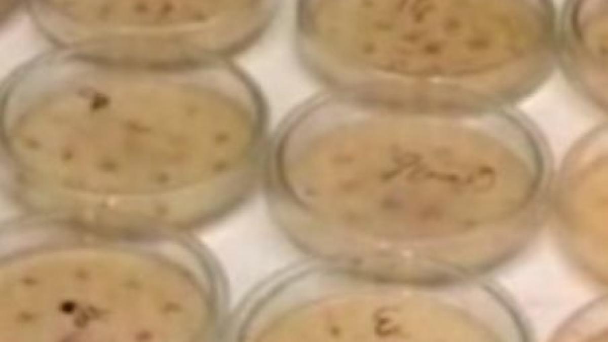 superbacteria descoperita in pakistan a facut prima victima in europa un belgian a murit la