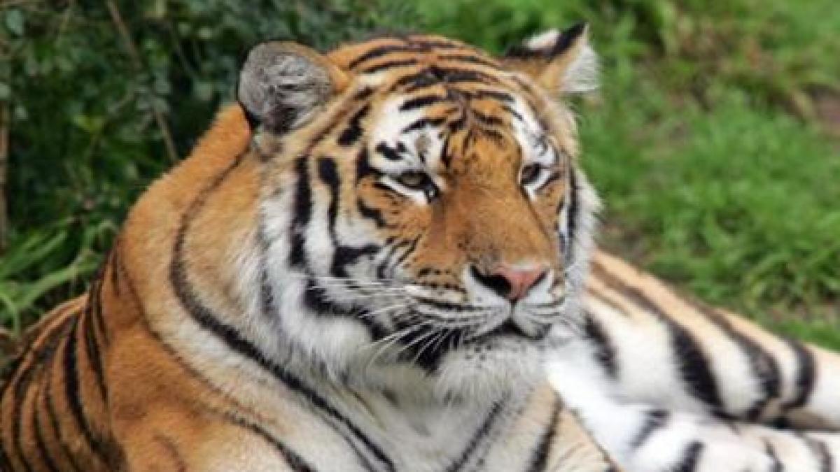taiwan o tigroaica a nascut trei pui dupa ce s a imperecheat cu un leu video