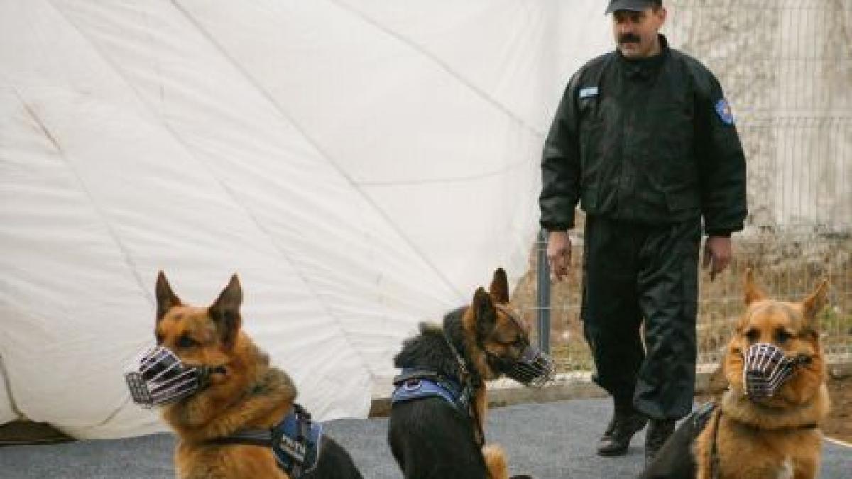 politistii comunitari din mogosoaia disponibilizati pe furis