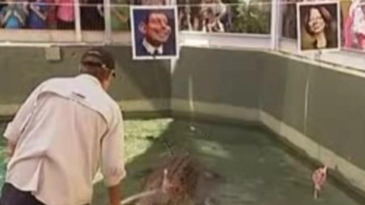 crocodilul harry varianta politicianista din australia a caracatitei paul video