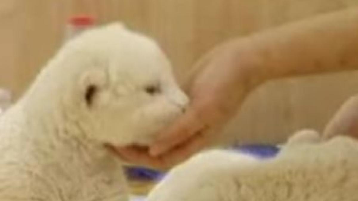 doi pui de leu alb vedetele gradinii zoologice din belgrad video