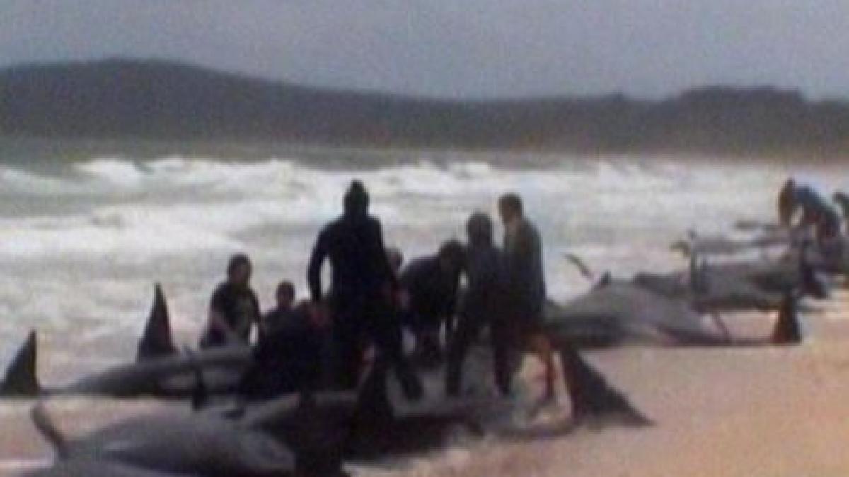 noua zeelanda aproape 60 de balene pilot au murit dupa ce au esuat pe plaja video