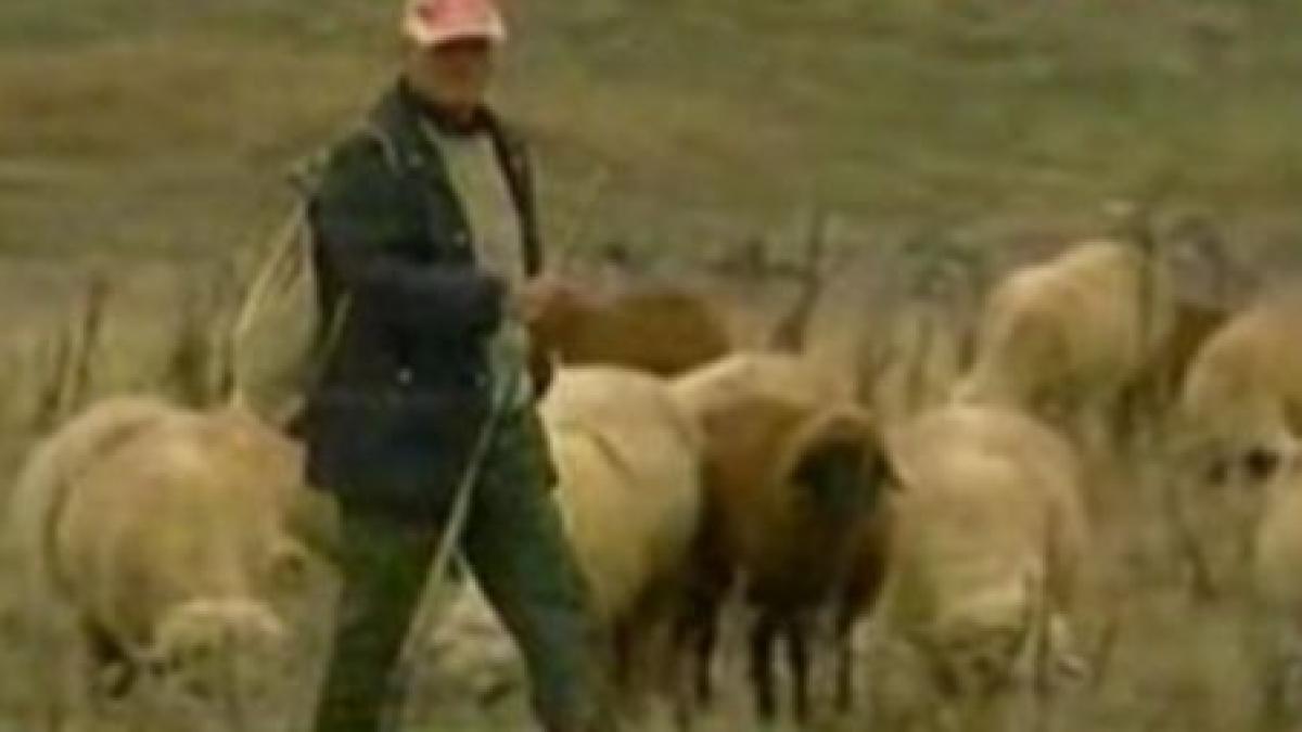 bulgaria un cioban suspectat ca sufera de antrax al pielii video