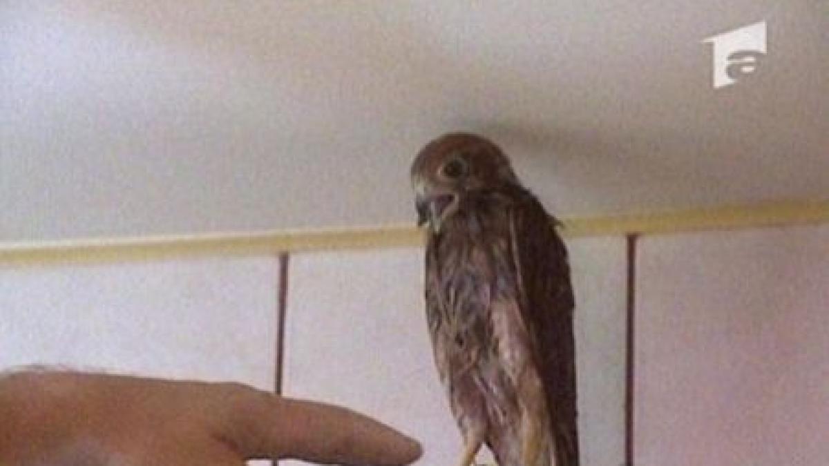 un soim pradator cazut din cuib a fost pentru doua luni pasare de casa video