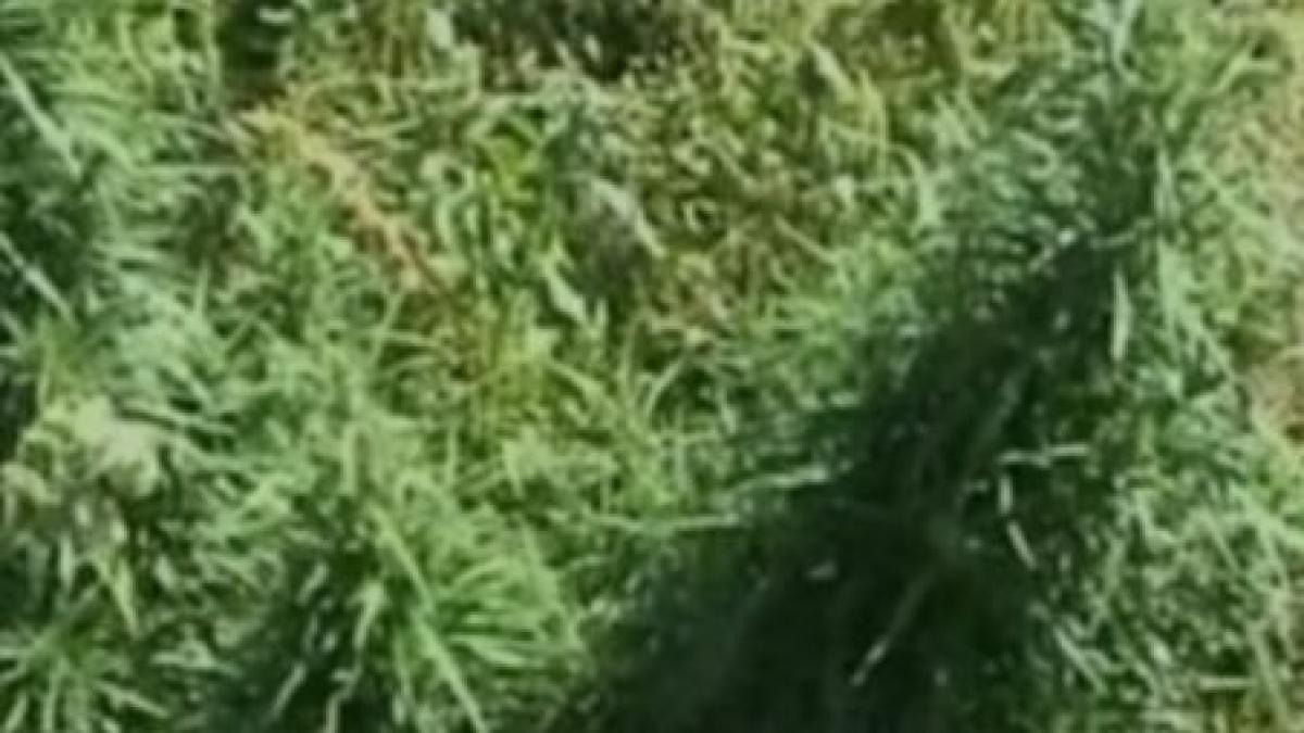 traficantii retinuti la hateg plantau si cannabis pe un teren video