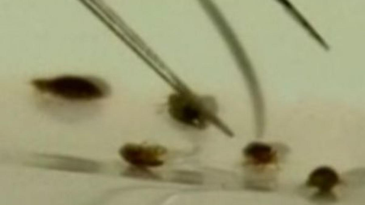 new york ul a fost invadat de purici video