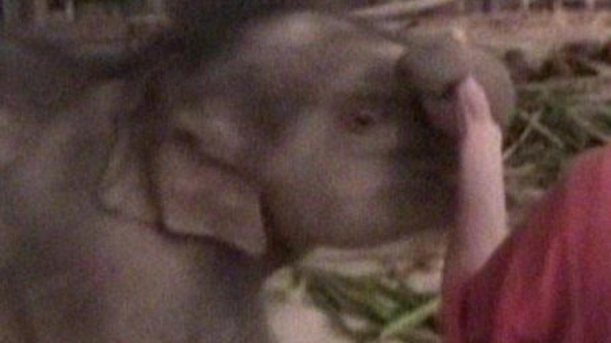 imagini cu dante cel mai mic elefant din lume video