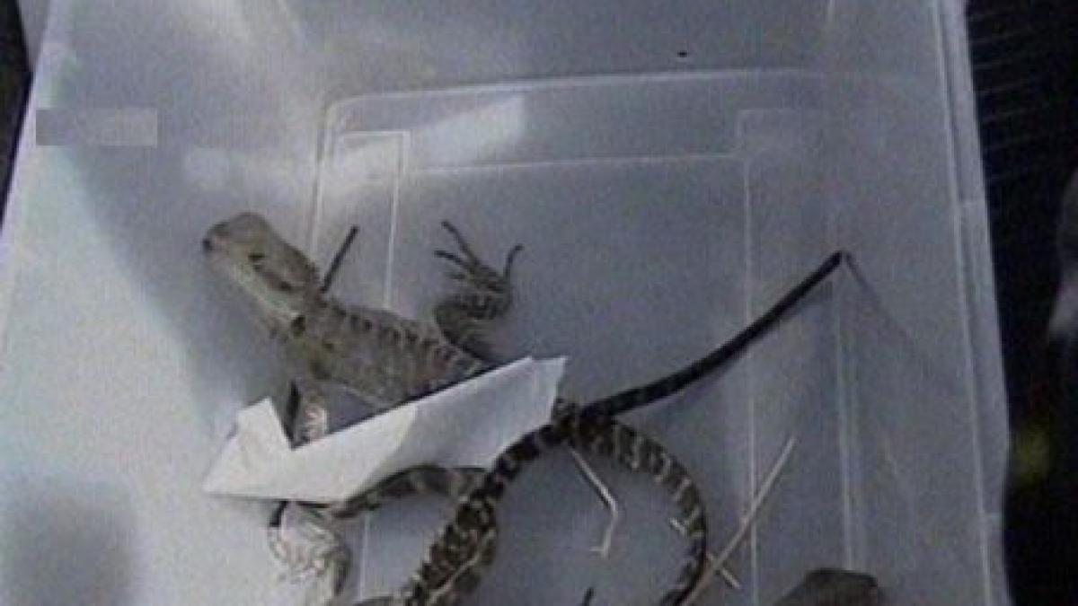 barbat cu 100 de reptile foarte rare in bagaje arestat pe un aeroport din malaezia