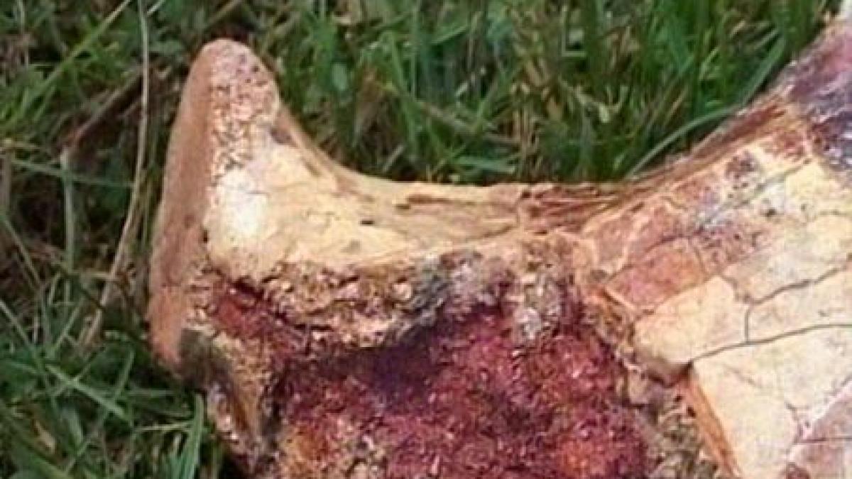 cel mai mare dinozaur zburator din lume descoperit in romania 16 metri anvergura aripilor