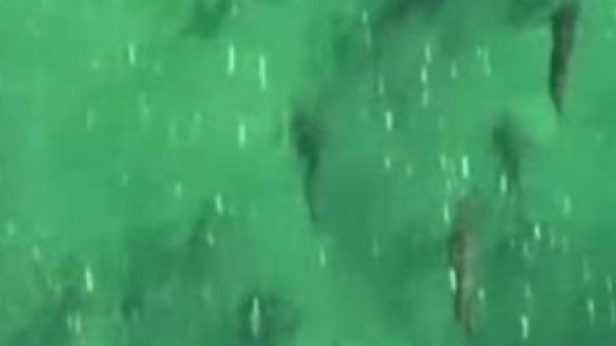 australia sute de rechini la doar cativa kilometri de litoralul populat de turisti video