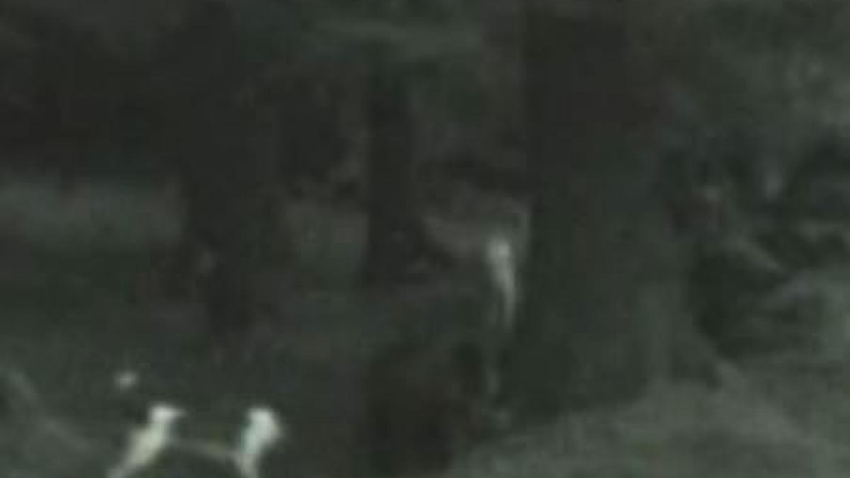 busteni un barbat se pune cu ursul in loc sa o rupa la fuga video