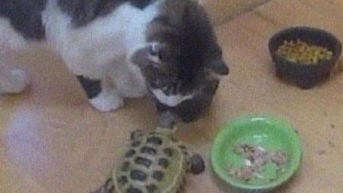 broscuta pitbull o testoasa goneste si musca o pisica video