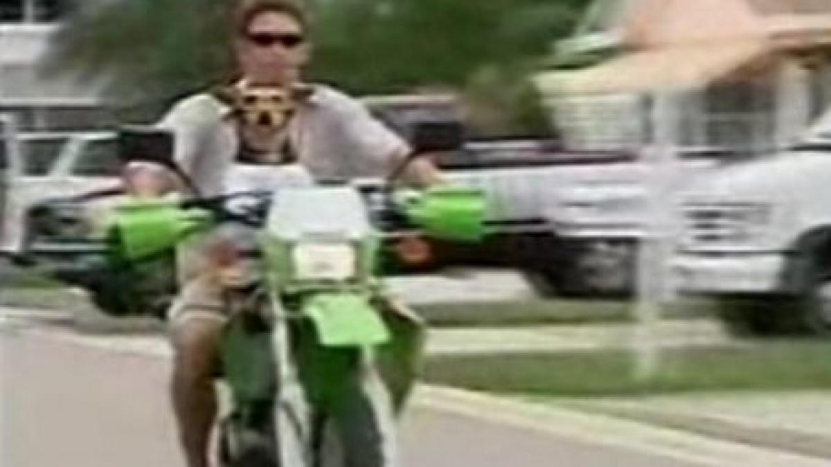 chibi cainele extrem se plimba cu motocicleta si face schi nautic video